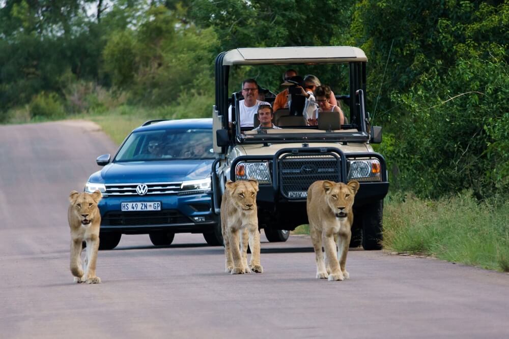 Park Kruger Rondreis Zuid-Afrika: Kruger Park naar Kaapstad